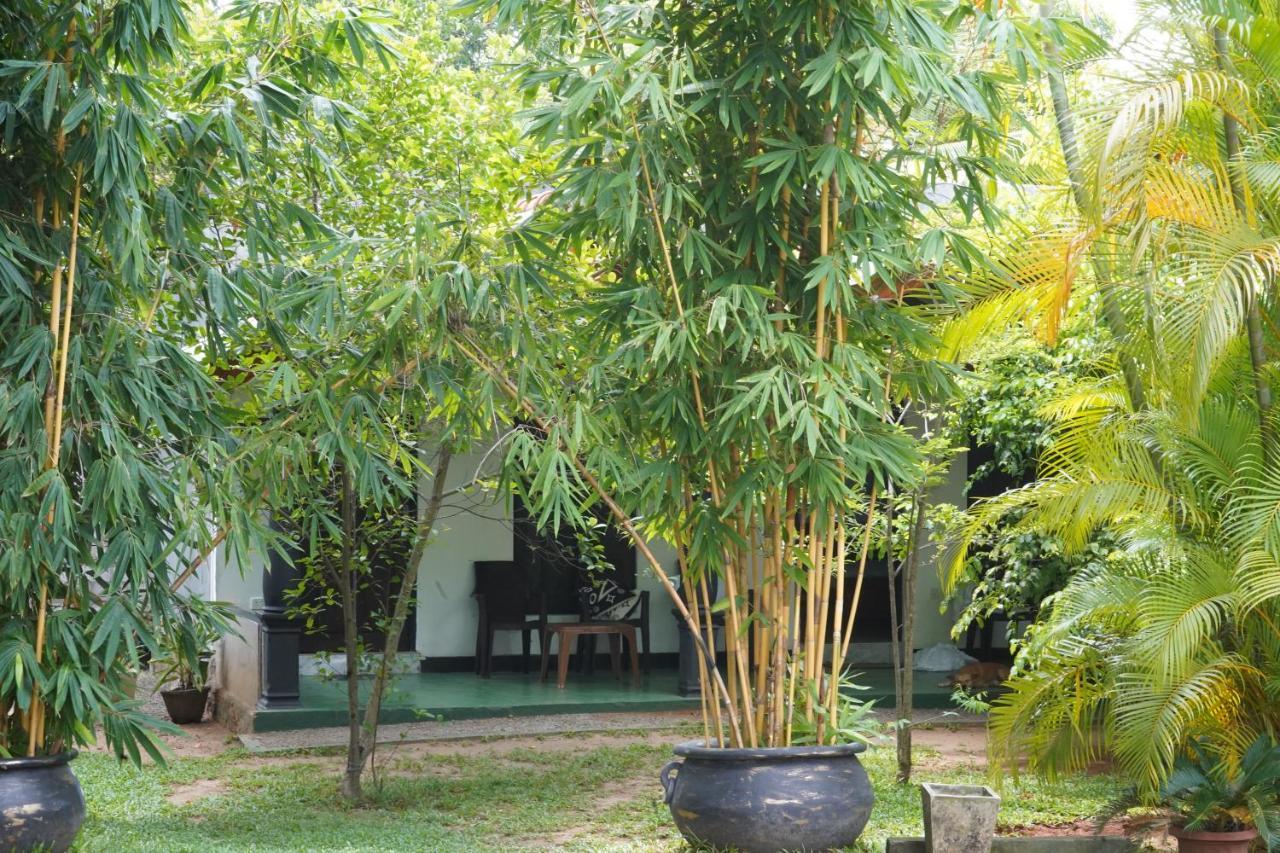 Sandra Guesthouse Dambulla Exteriér fotografie